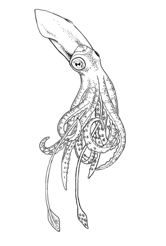 Squid